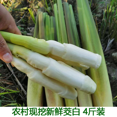 蒲儿菜蔬菜蒿菜蒲笋茭白草心带皮发货装鲜嫩高山蔬菜现采加冰发货