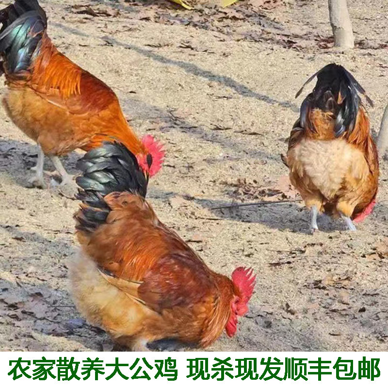 农村自养土鸡农家散养老公鸡 正宗土公鸡 柴鸡公月子鸡 公鸡现杀