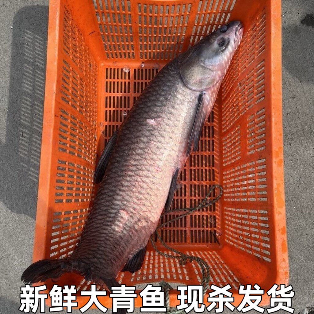 湖北宜昌农村自家鱼塘大青鱼鲜活现杀新鲜大螺丝青鱼非草鱼淡水鱼