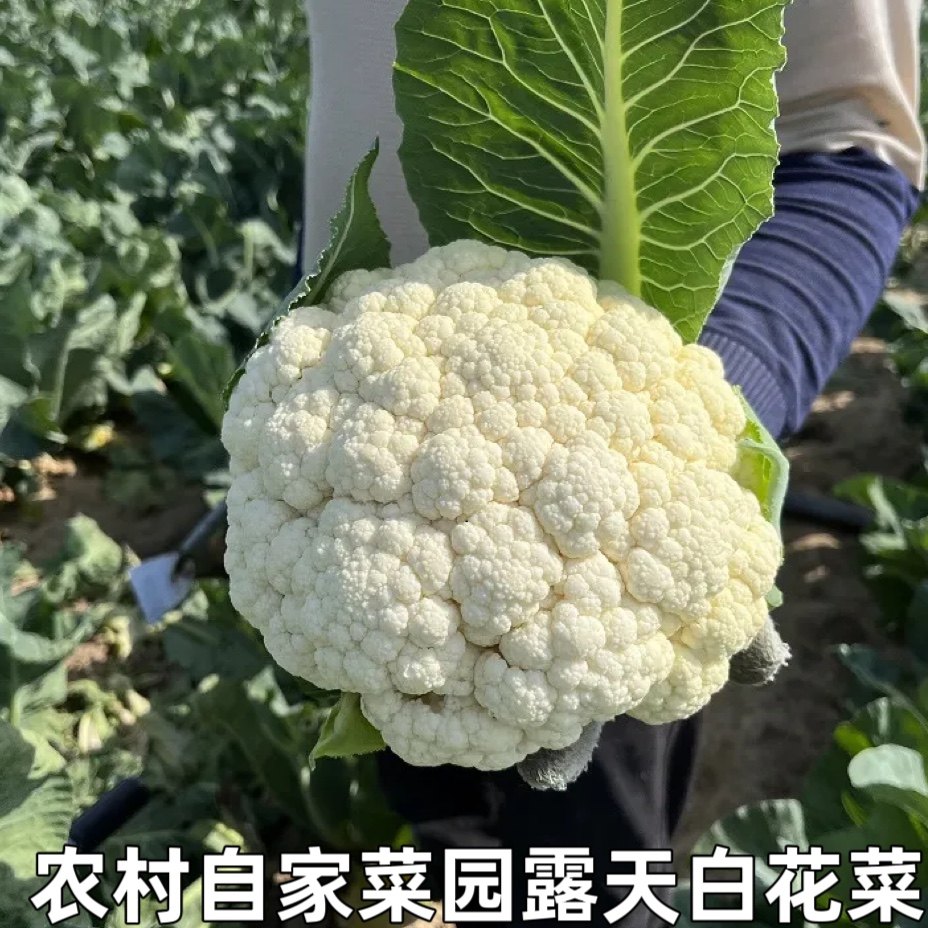 新鲜现摘时令蔬菜菜花散菜花花菜花椰菜花时令蔬菜白花菜包邮