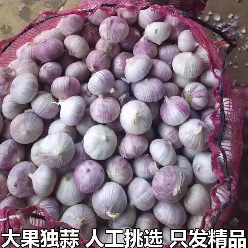 新鲜独蒜精品装农家自种