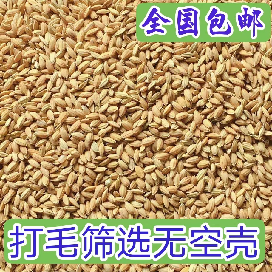 东北圆粒水稻谷干净无杂质鸡鸭鹅鸽子饲料可磨米酿酒包邮