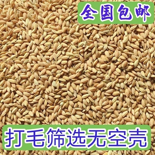 东北圆粒水稻谷干净无杂质鸡鸭鹅鸽子饲料可磨米酿酒包邮
