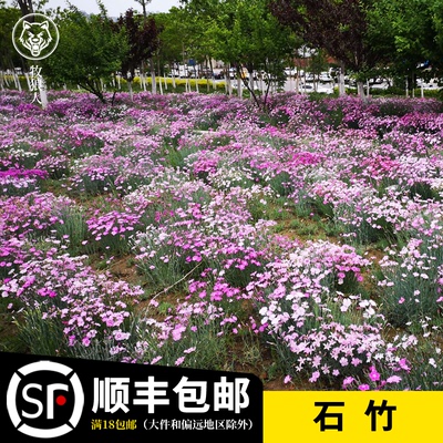 牧狼人五彩石竹花种籽初吻