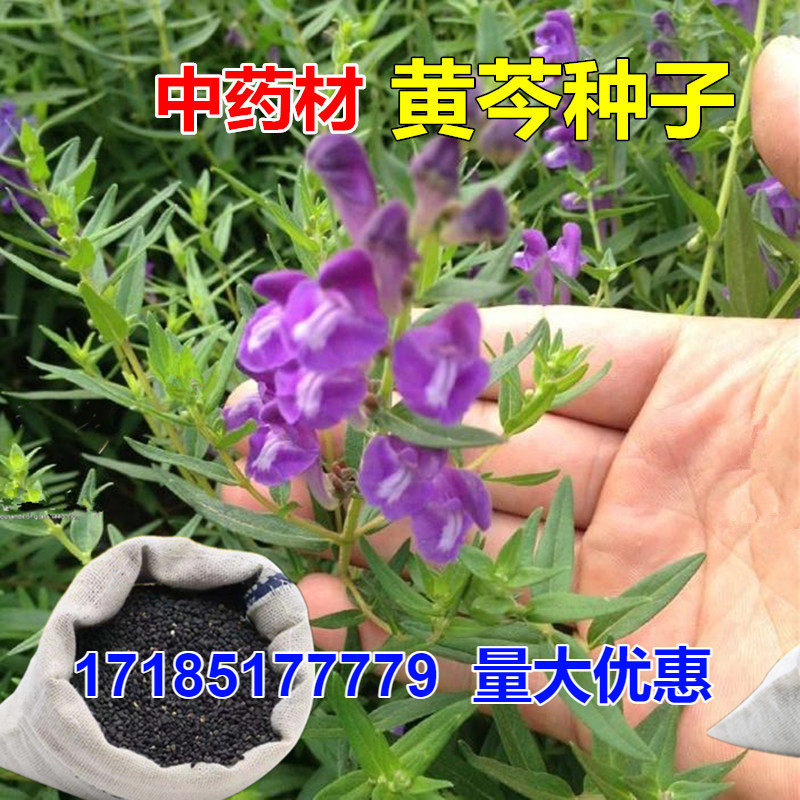 黄芩种籽中药材新籽芽率高黄芩中草药种籽四季播种耐干旱中草药籽