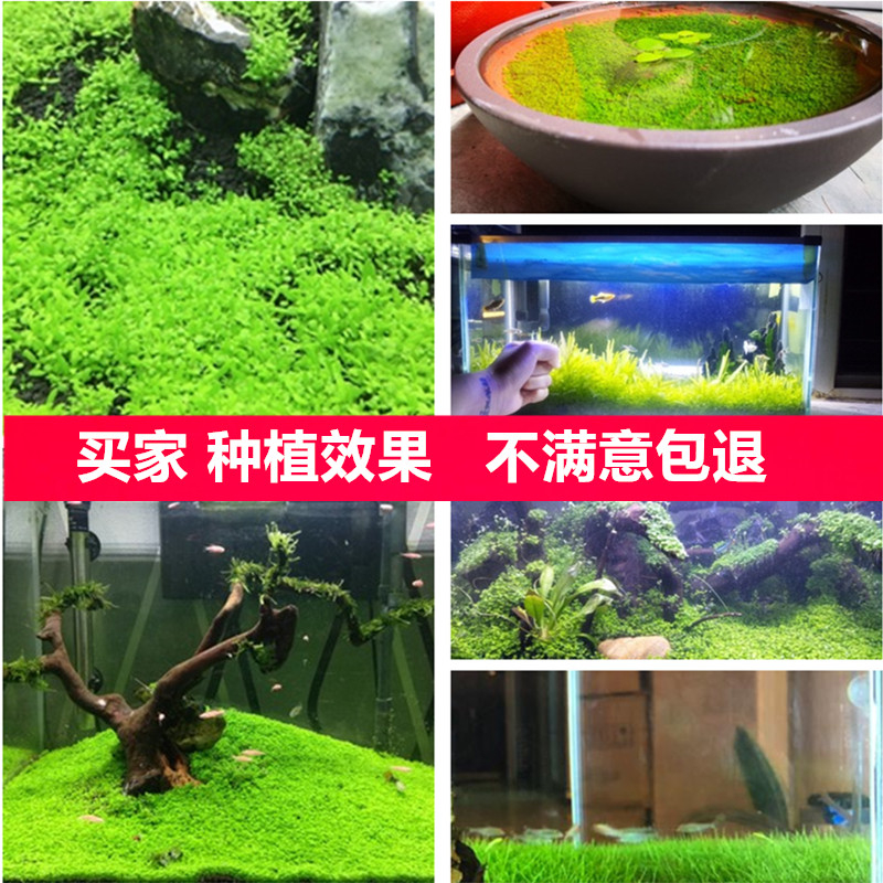 鱼缸水草种子对叶阴性牛毛