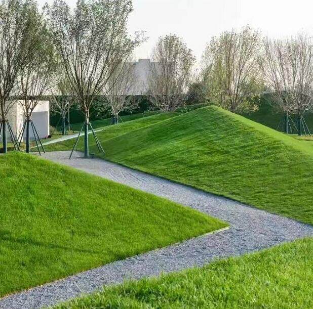 庭院别墅四季青地毯草种子匍匐剪股颖本特四号免修剪绿化草坪种籽