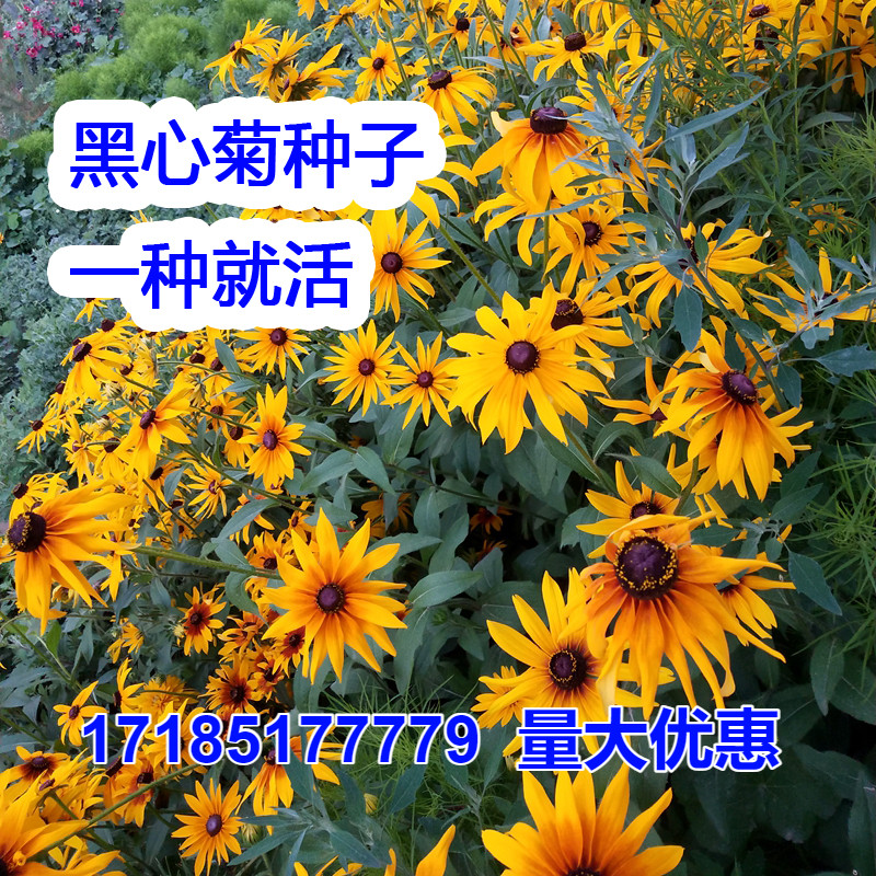 黑心菊种子春秋多年生宿根