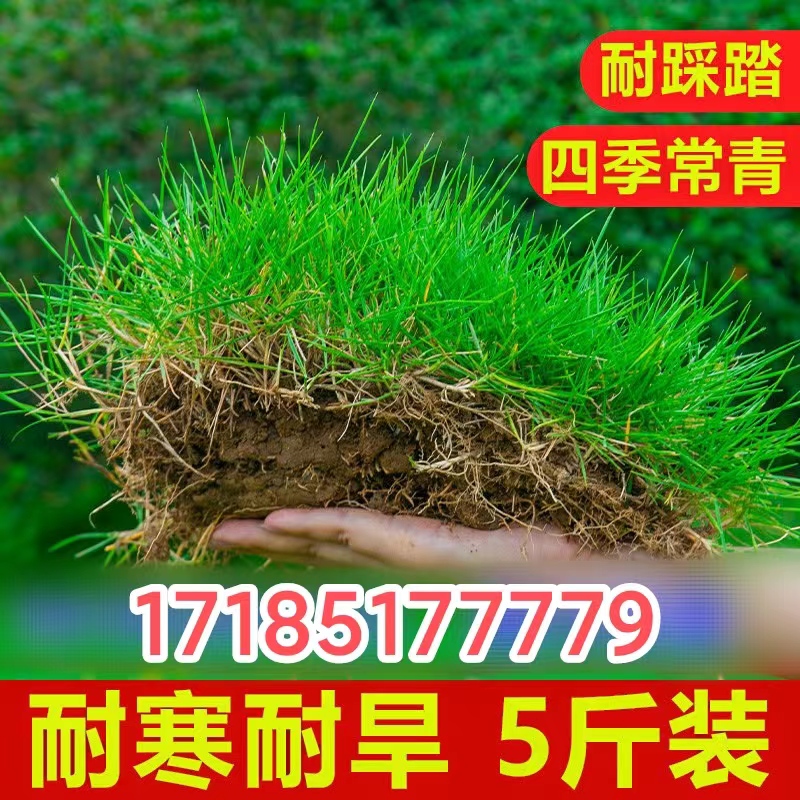 草坪种子四季常青护坡免修剪耐旱草皮籽高羊茅狗牙根庭院绿化草籽