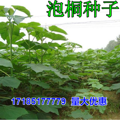 泡桐种子 白花泡桐 大果泡桐 空桐木 水桐 桐木树 紫花树毛 优质