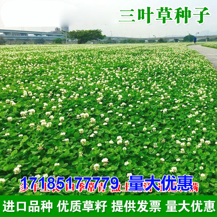 耐寒常青四季播种进口三叶草种子