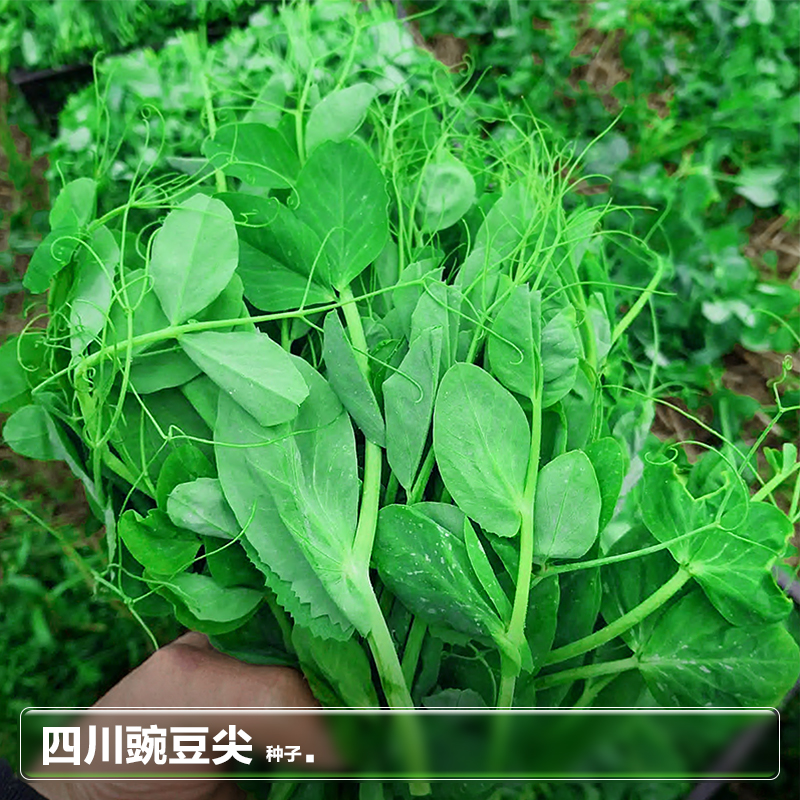 四川香豌豆尖苗麻豌豆颠种籽种子水培芽苗菜秋季种植蔬菜种孑大全-封面