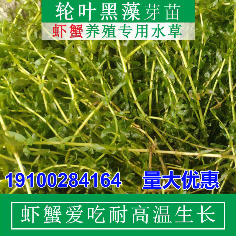 新上市轮叶黑藻芽孢水草种籽芽孢灯笼泡节节草水质净化小龙虾养殖