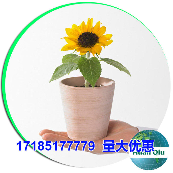 爆盆/矮向日葵种子四季易种食用向日葵室内阳台盆栽c9f175cc-c