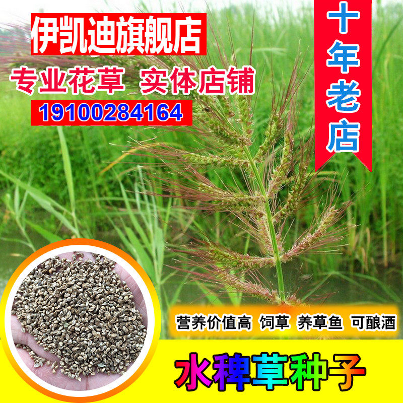 水稗草种子小米草子高产水草耐水淹耐旱湖南稷子养殖鱼虾蟹牧草籽