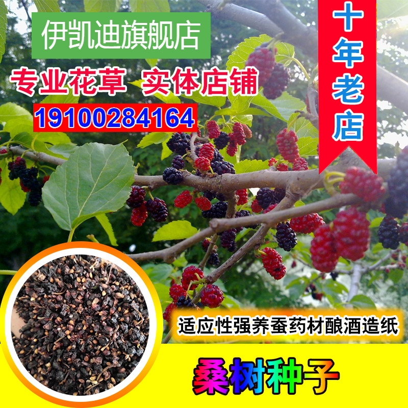 桑树种子大叶强农桑蚕桑子