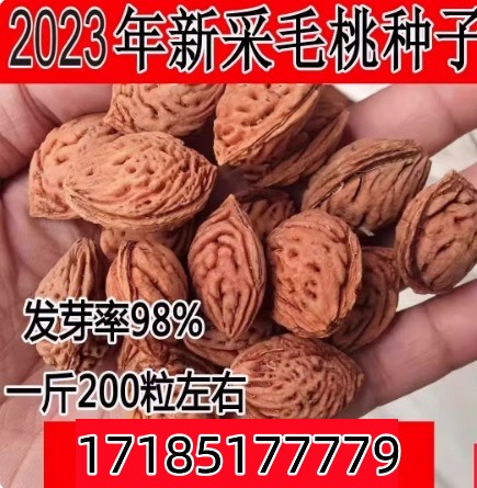 毛桃核毛桃核种子嫁接水蜜桃砧木