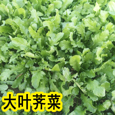 纯野生荠菜种子特农家老品蔬