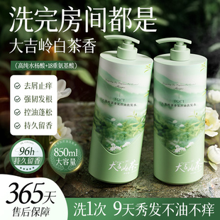 北大研发×TOCI大吉岭白茶洗发水控油蓬松除螨去屑止痒持久留香