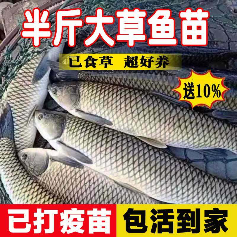 优质大草鱼苗特大半斤一斤淡水养殖可食用皖鱼苗20厘米草鱼活鱼苗