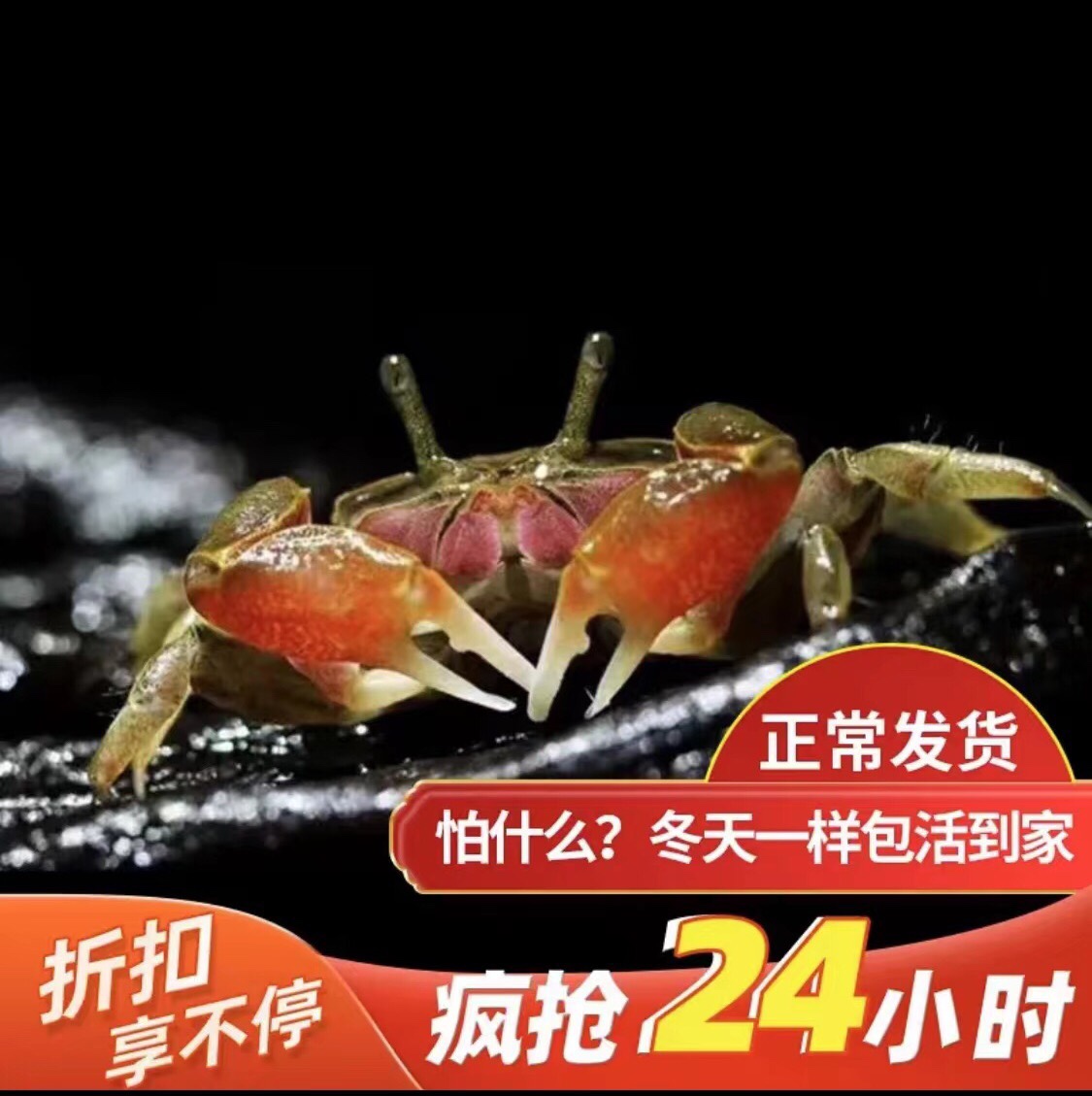 辣椒蟹迷你辣椒蟹观赏蟹深水蟹鱼缸清洁除藻残渣相手蟹狗头鱼饲料