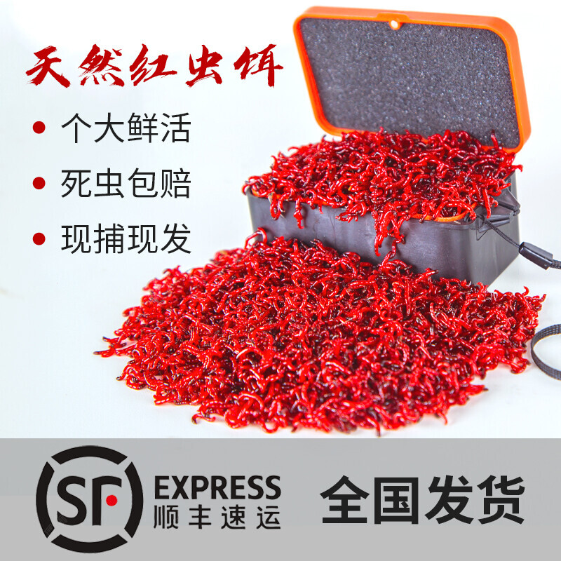 鲜活红虫活饵鲫鱼饵料特大黑头公虫蚯蚓喂鱼野钓黑坑拉饵钓鱼鱼食