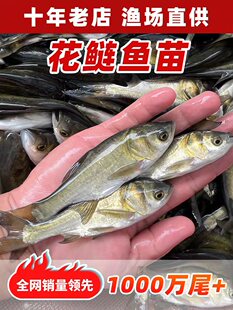 大头鱼苗花鲢鱼苗胖头鱼淡水活体养殖黑鲢鳙鱼四大家鱼苗活体雄鱼