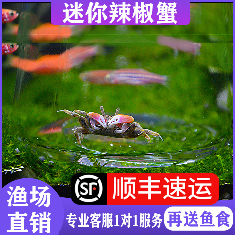 迷你蟹辣椒蟹螃蟹宠物活体小蟹观赏蟹活物除藻淡水蟹鱼缸豆豆小蟹