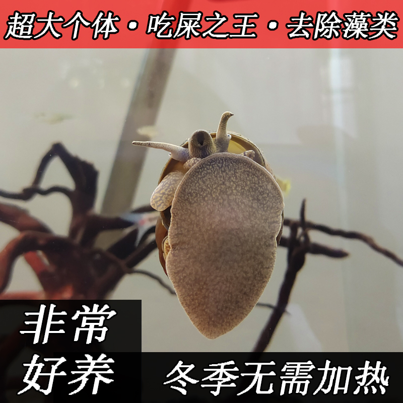 清洁鱼缸吃鱼龟屎粪便螺淡水除藻工具冷水大田螺宠物观赏黄金螺
