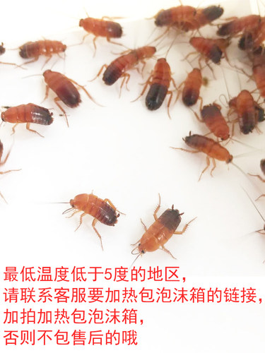 樱桃红蟑螂活体饲料罐装瓶装龙鱼蜥蜴守宫鬃狮蝎子蜘蛛食物活虫幼