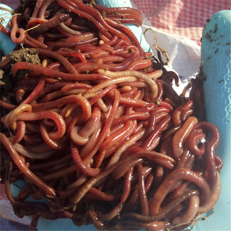 蚯蚓活体特大号野钓鱼饵料垂钓黄鳝盒装大红虫活饵鲫鱼鲜活养殖苗,户外/登山/野营/旅行用品,活饵/谷麦饵等饵料,淘宝优惠券,粉丝福利购,淘宝优惠卷