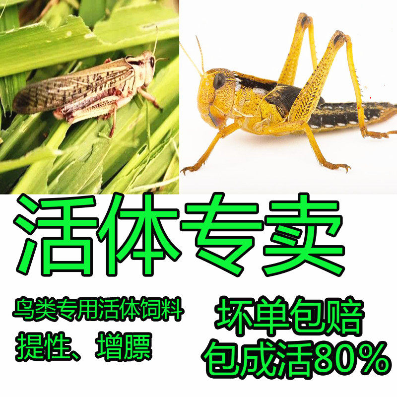 蚂蚱活虫新鲜油炸蚂蚱活体丁猛野生东亚飞蝗爬虫鸟食活虫鲜草养