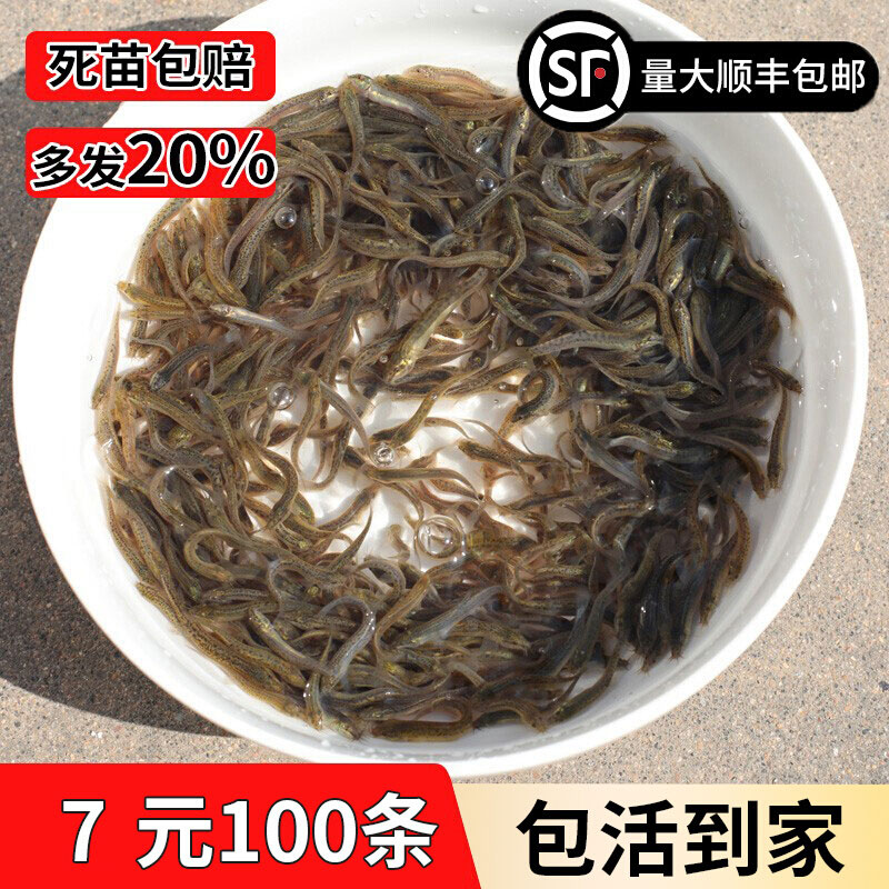 特价台湾泥鳅苗喂龟小泥鳅苗养殖鱼