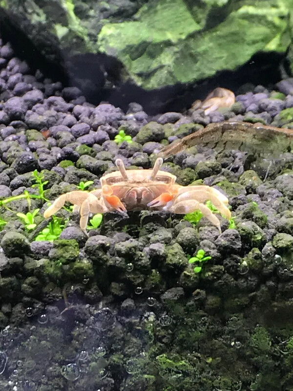 宠物螃蟹活体辣椒蟹迷你蟹观赏蟹吃虫除藻淡水蟹鱼缸爬行底栖动物