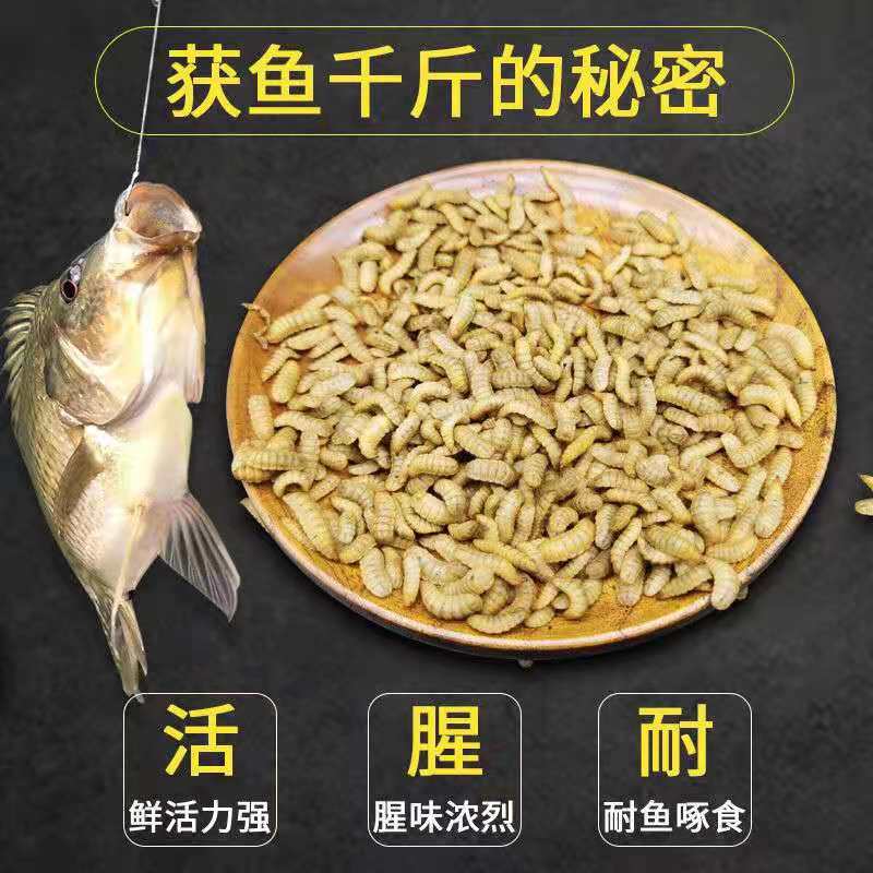 黑水虻活体幼虫鱼饵翘嘴观赏鱼虾螃蟹龙虾诱饵蚯蚓红虫高蛋白饲料