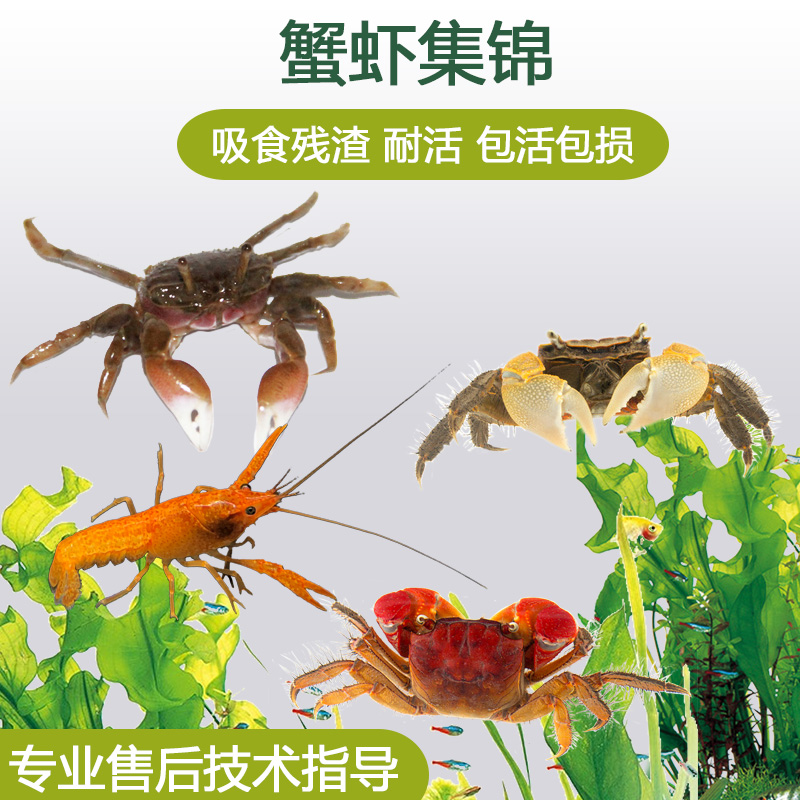 观赏蟹活体迷你蟹辣椒蟹淡水蟹吃虫除藻相手蟹爬行底栖动物易养活