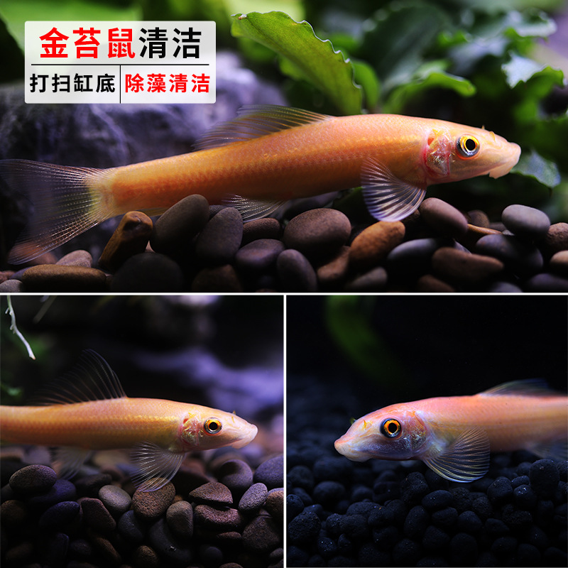 金苔鼠鱼活体淡水热带观赏鱼清道夫青苔鼠鱼缸清洁工具鱼除藻底栖