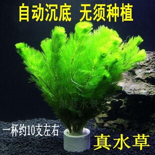 水草活体 鱼缸造景 好活易养 真水草水下叶 植物绿菊蜈蚣草湛蓝