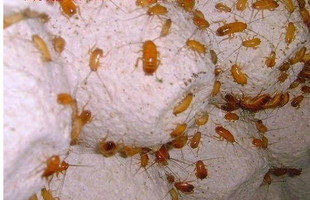 樱桃红蟑螂 幼亚成体 活体金龙鱼青蛙蜘蛛蚂蚁昆虫饲料爬虫食物 - 实物图