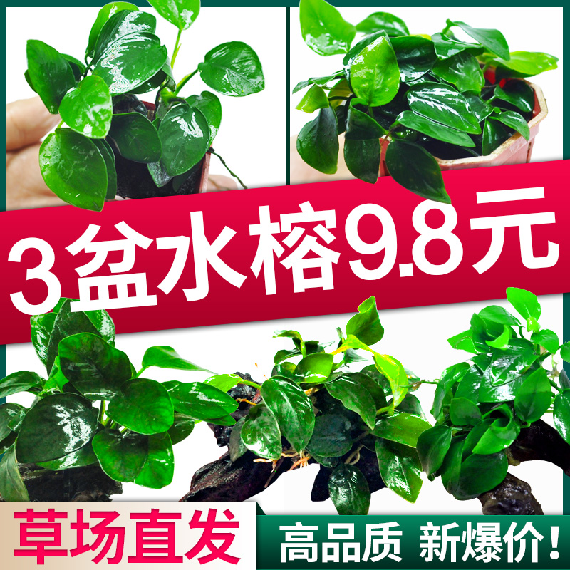 水榕水草植物鱼缸造景阴性淡水懒人活体大叶榕黄金迷你榕沉木真草