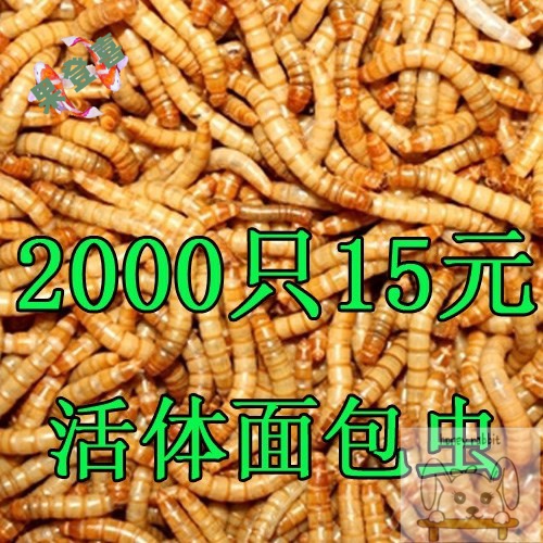 画眉宠物黄粉虫粮食活体鲜活虫面包虫八哥相思鸟鱼乌龟食小号活虫