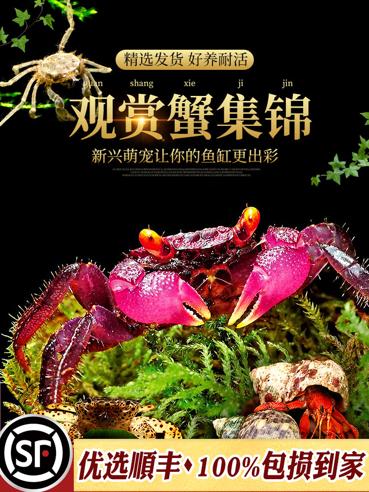 辣椒蟹蜘蛛蟹相手蟹恶魔蟹南海溪蟹红勾手蟹豹点蟹活体观赏宠物蟹