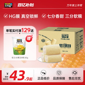 北纬47度白甜糯玉米软糯香甜新鲜玉米段真空包装正宗东北糯玉米