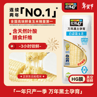 北纬47度新鲜采摘黄糯白糯鲜甜玉米东北软糯玉米真空装官方旗舰店