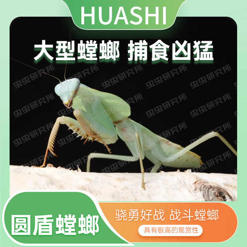 华实优选圆盾螳螂指尖宠物