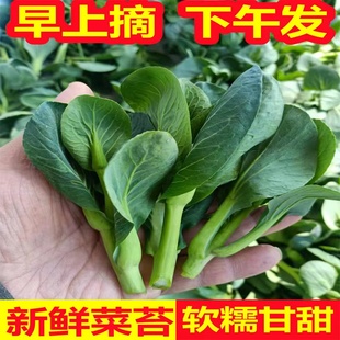 蘇北特产霜冻苏州青青菜苔菜芯时令蔬菜露天生长软糯甘甜