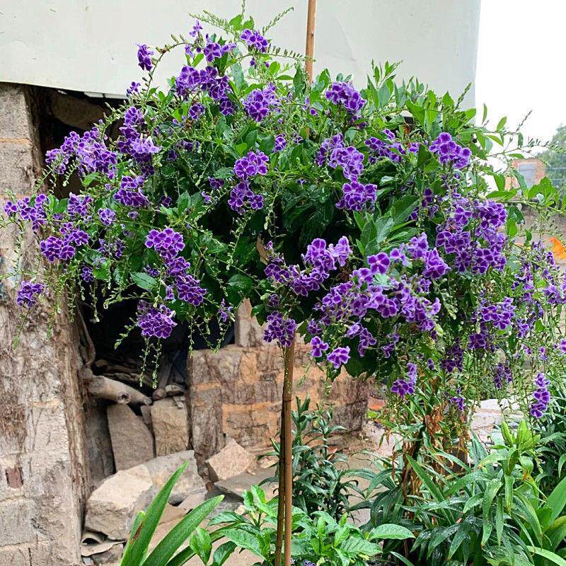 巧克力花紫色蕾丝金露花懒人盆栽独杆棒棒糖阳台假连翘耐热四季