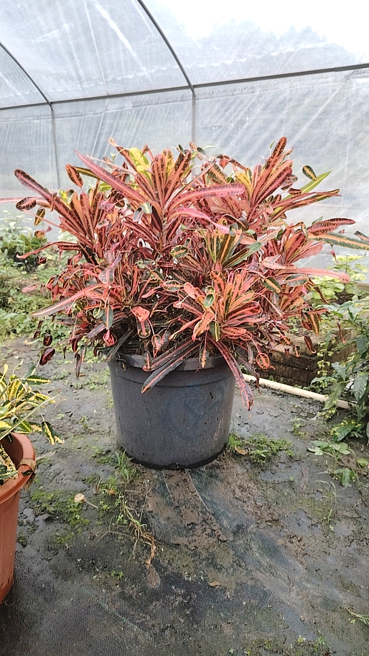 新品枫斗变叶木蜂腰变叶木室内桌面盆栽小众趣味盆栽观叶好养多年