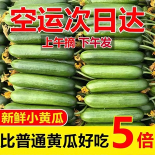 现摘水果黄瓜新鲜5斤小黄瓜生吃青瓜时令白玉女蔬菜即食整箱包邮3