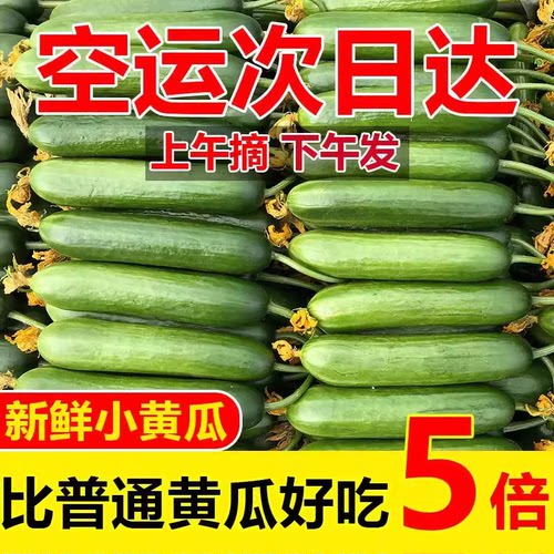 现摘水果黄瓜新鲜5斤小黄瓜生吃青瓜时令白玉女蔬菜即食整箱包邮3